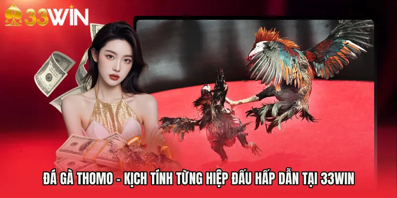 Đá Gà Thomo - Kịch Tính Từng Hiệp Đấu Hấp Dẫn Tại 33WIN