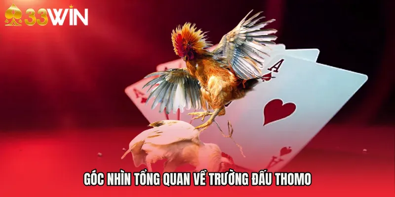 Góc nhìn tổng quan về trường đấu Thomo