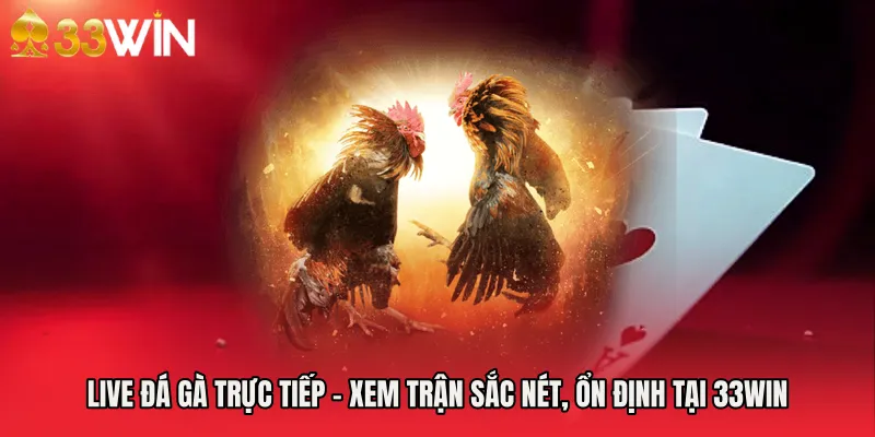 Live Đá Gà Trực Tiếp - Xem Trận Sắc Nét, Ổn Định Tại 33WIN